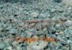 Philippines Sell Copper Ore