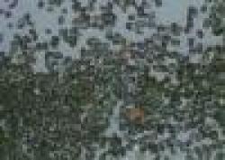 Ilmenite Ore(Iron Titanium Oxide)