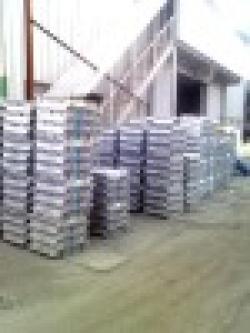 South Korea Pure Lead Ingot & Antimonial Lead Alloy Ingot