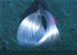 Blasting wire(galvanized) $0