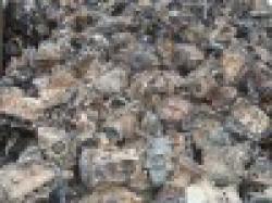 Cast Iron Engine Blocks $0