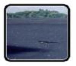 Iron Sand Fe45%,55%,60% $0