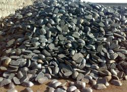 Mexico Foundry Pig Iron from Mexico