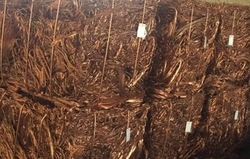 Thailand Copper milberry wanted
