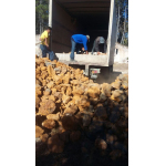 Zinc Ore from Central America ready for immediate export $0