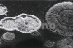 Micrometer grade carbonyl Fe powder $0