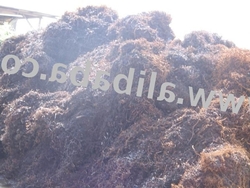 MS Turnings Scrap $1