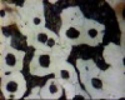 NODULER SFERO DUCTILE IRON $0