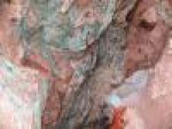 Copper Concentrate $0