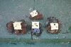 Sell Iron Ore Fines $0