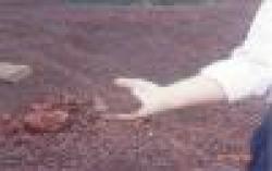 Sell Iron Ore From India $0