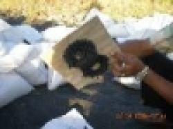 Iron Ore Fines, Manganese Ore, $0