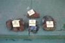 Sell Iron Ore Fines $0