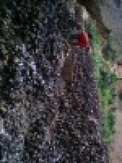 ferro manganise ore $0