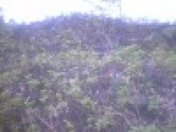 Manganese Ore from Zambia $0