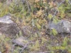 iron ore,manganese ore ,bauxite ore,copper ore,lead ore $0