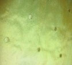 SOLID MINERALS( COAL, LIGNITE, COLUMBITE, TIN, IRON ORE, BAUXITE, TITANIUM, TANTALITE, GALINA ORE, BRINE, LEAD ORE, TOPAZ,CASHE $0