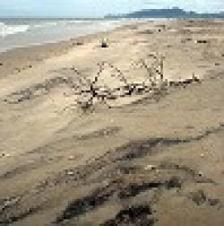 Sell Ilmenite High Quality (Thailand Origin) $0