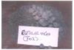 Titanium ore $0