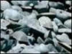 Pig Iron USD 167 / MT FOB Jakarta $0