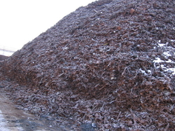 Shredded ms scrap $1