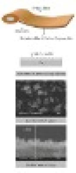 Ternary alloy Plated metal foil $0